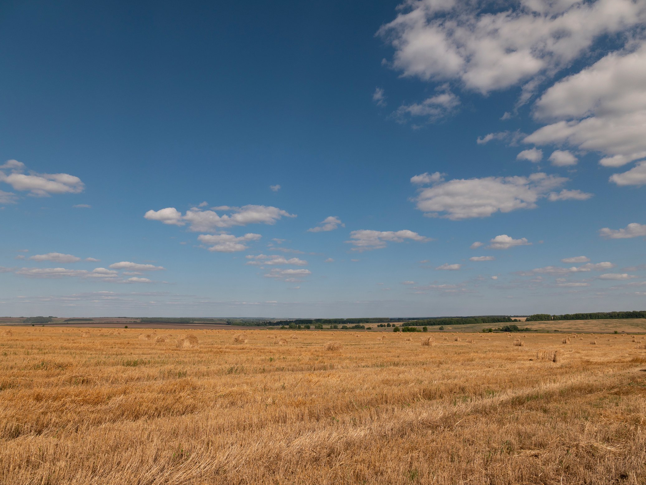 Grains Ready for Harvesting in a Farm Field